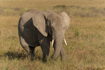 African elephant family with adult elephants and young calves in Serengeti, Tanzania. Majestic wildlife scene showcasing family bonds and natural behavior in the African savanna. © stock