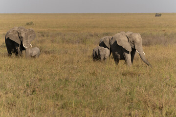 African elephant family with adult elephants and young calves in Serengeti, Tanzania. Majestic wildlife scene showcasing family bonds and natural behavior in the African savanna. © stock