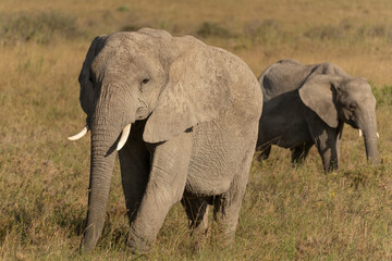 African elephant family with adult elephants and young calves in Serengeti, Tanzania. Majestic wildlife scene showcasing family bonds and natural behavior in the African savanna. © stock