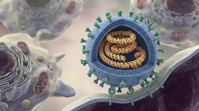 Hantavirus virion particle showing internal tripartite RNA genome structure, external glycoprotein spikes, lipid envelope, and nucleocapsid, demonstrating viral entry mechanism near a cell membrane.