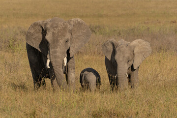 African elephant family with adult elephants and young calves in Serengeti, Tanzania. Majestic wildlife scene showcasing family bonds and natural behavior in the African savanna. © stock