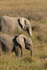 African elephant family with adult elephants and young calves in Serengeti, Tanzania. Majestic wildlife scene showcasing family bonds and natural behavior in the African savanna. © stock