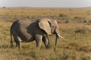 African elephant family with adult elephants and young calves in Serengeti, Tanzania. Majestic wildlife scene showcasing family bonds and natural behavior in the African savanna. © stock