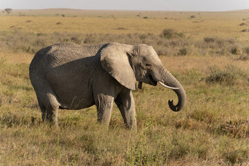 African elephant family with adult elephants and young calves in Serengeti, Tanzania. Majestic wildlife scene showcasing family bonds and natural behavior in the African savanna. © stock