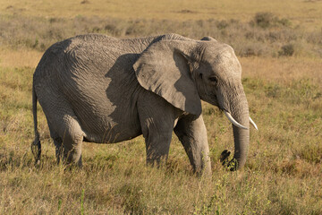 African elephant family with adult elephants and young calves in Serengeti, Tanzania. Majestic wildlife scene showcasing family bonds and natural behavior in the African savanna. © stock