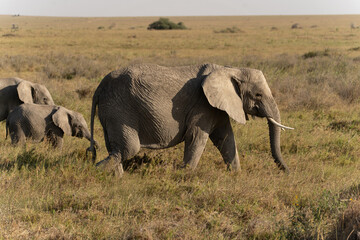 African elephant family with adult elephants and young calves in Serengeti, Tanzania. Majestic wildlife scene showcasing family bonds and natural behavior in the African savanna. © stock