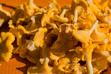 Vibrant golden chanterelles clustered on wooden surface © Антон Скрипачев