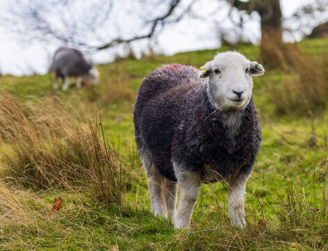 Very fuzzy sheep in a field in United Kingdom