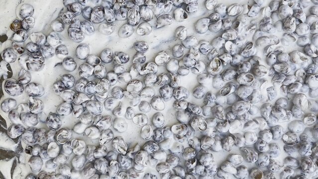 Top view on male hand in glove stirs snails shells in creamy sauce with long spoon during cooking process in restaurant kitchen. The snails simmer gently on metal cooking surface coated in rich sauce