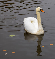 Swan with reflection in the water © Phillip