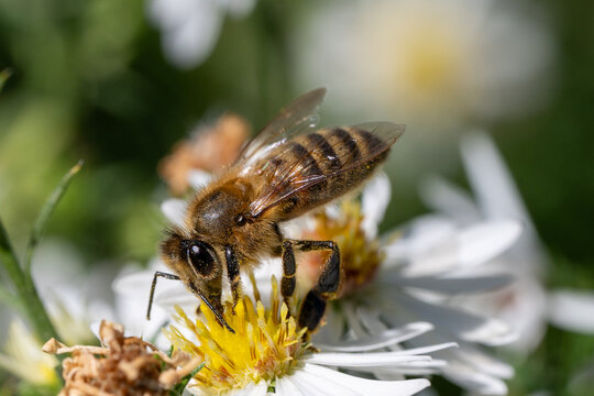 bee on a flower