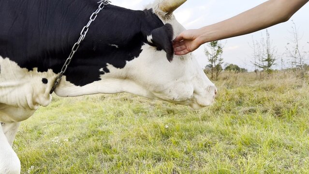 Female arm stroking muzzle of beautiful cow at green lawn. Hand of woman petting pretty friendly animal at summer field. Young girl caressing cute heifer at meadow. Care and love to animal concept