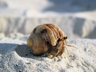 Feelin' Crabby (4x3) © Simon