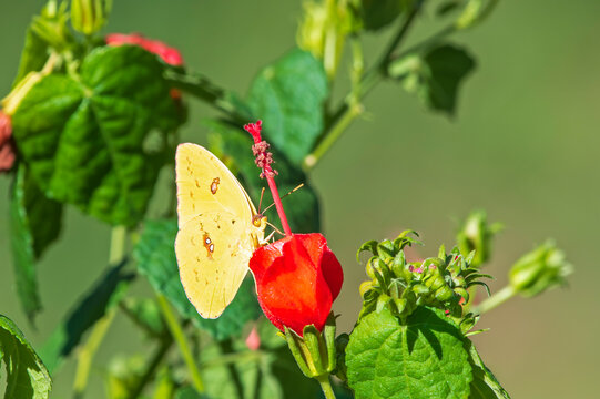 Cloudless Sulphur Butterfly Feeding on Turk's Cap Flower