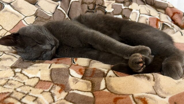 Beautiful gray cat sleeping funny on the bed. Pretty kitten resting at home. Cute kitty relaxing on sofa at house. Concept of adorable domestic animals. Slow motion
