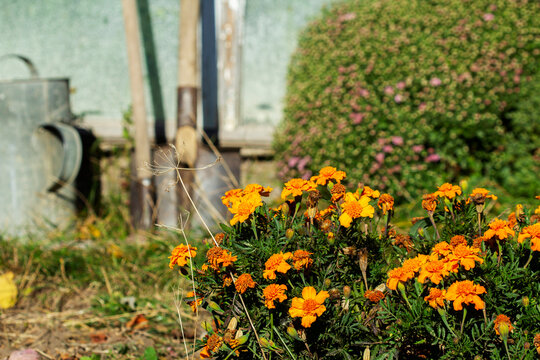 Orange Marigolds in a Garden with Greenhouse and Gardening Tools