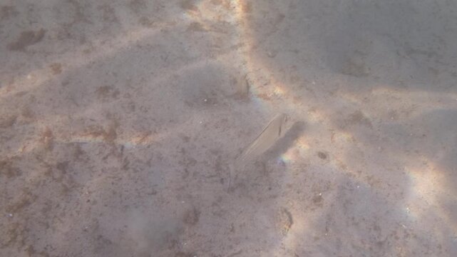 Underwater view of a small silver fish feeding on the sandy seabed in shallow clear water with shimmering sunlight patterns, French Riviera, France.