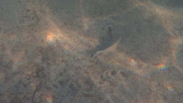 Underwater view of a striped seabream fish swimming over the sandy seabed in shallow clear water with dappled sunlight, French Riviera, France.