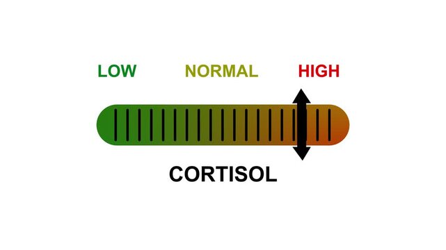 Cortisol Level Indicator Gauge Animation with Low Normal and High Stress Risk Scale