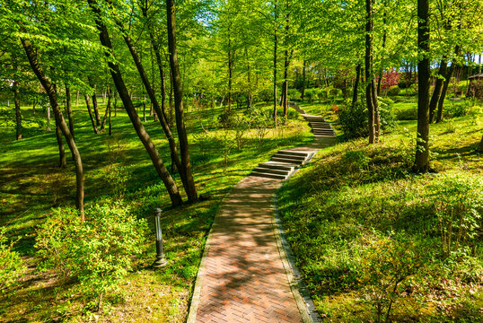 Peaceful Winding Road Through Lush Green Forest Park in Spring