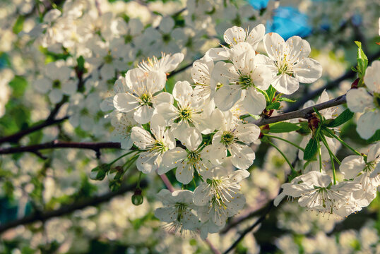 Apricot tree blossoms