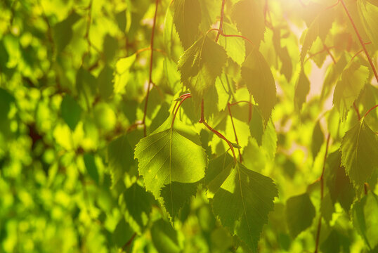 Sunny green leaves