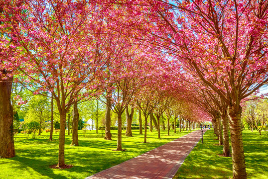 Beautiful Spring Cherry Blossom Alley with Pink Sakura Trees in Sunny Park