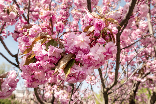 Sakura flowers blooming, spring seasonal Easter background