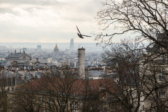 A pigeon flies over a view of the city of Paris from the Montmartre hill - France