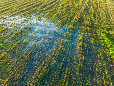 Wet farming field with cut grass and a water puddle