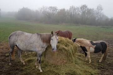 Three horses feeding on hay in a foggy pasture © Pascal