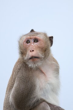 Close up portrait of long-tailed macaque monkey looking away against bright sky