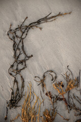seaweed on the white sand arctic beach © Veronika