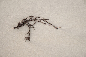 seaweed on the beach © Veronika