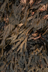 seaweed close up © Veronika