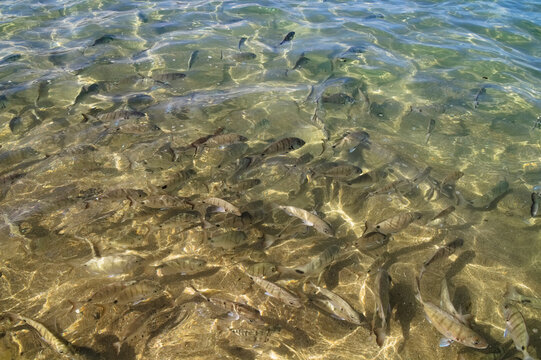 School of young white seabream swimming in clear shallow water at Las Canteras beach
