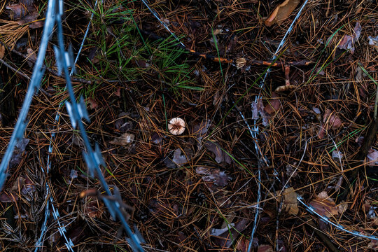 Top view: the cap of a wild mushroom on a bed of pine needles next to barbed wire. A conceptual scene depicting mushroom picking in an autumn forest located within a restricted zone.