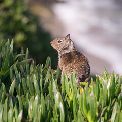 squirrel in the grass © AlfonsoC