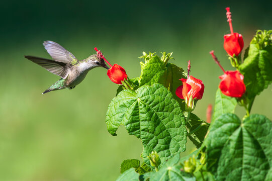 Juvenile Ruby-throated Hummingbird Feeding on Turk's Cap Flower