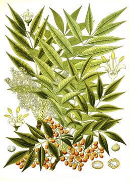 Medicinal plant, Rhus succedanea, Toxicodendron succedaneum, a species of plant in the genus Rhus within the sumac family, Historical, digitally restored reproduction from an 18th century original