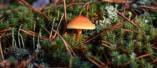 mushroom in the grass © マリーナ