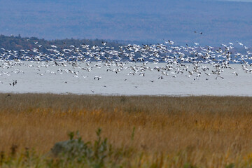 Flock of snow geese © meandershine