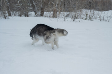 Siberian husky dog running away in deep snow towards winter forest © Михаил Решетников