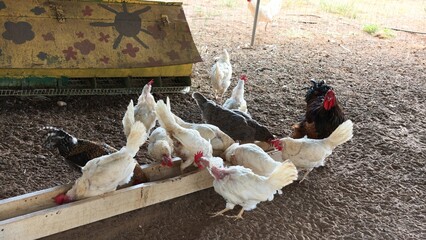 Flock of white, dark gray and black chickens with a rooster eating from a long wooden feeding trough on dirt ground in a farm poultry yard, painted shed with sun drawing in the background, rural scene © Olshanetskaia