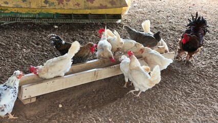 Flock of white, speckled, gray and black chickens with a dark rooster eating from a long wooden feeding trough on dirt ground in a farm poultry yard, painted shed in the background, rural scene © Olshanetskaia