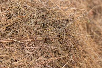 Detailed texture of dry hay and straw on the ground.   © tatiana