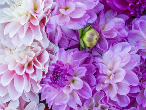 USA, Oregon, Canby, Clackamas County.  Flower pattern with large group of purple/lavender flowers.