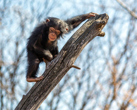 Young chimpanzee climbing a tree at the St. Louis Zoo in St. Louis, Missouri