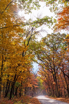 Gravel road through colorful Fall leaves at Cuivre River State Park near Troy, Missouri
