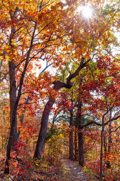 Hiking trail through colorful Fall leaves at Cuivre River State Park near Troy, Missouri